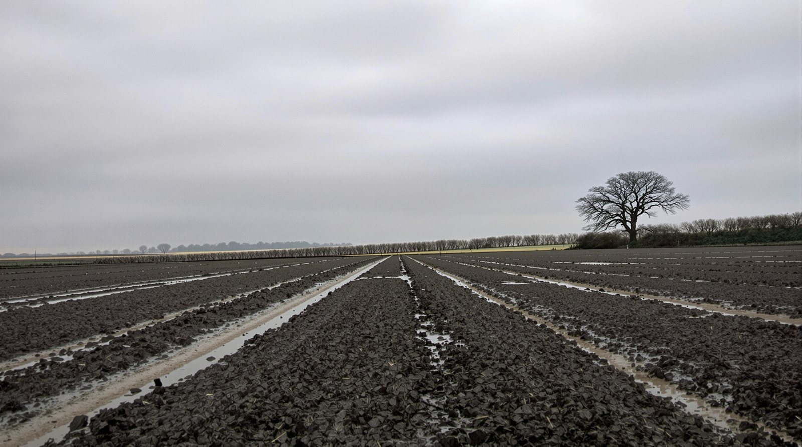 Wet arable field in winter with water standing in the tramlines